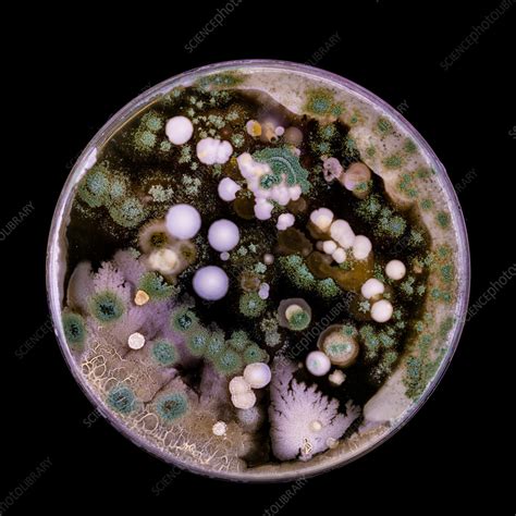 Petri Dish Bacteria And Mold