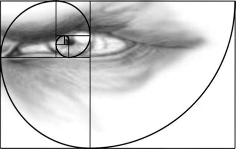 Fibonacci Sequence Human Body