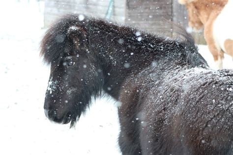 Pony Pferd Pferde Kostenloses Foto Auf Pixabay