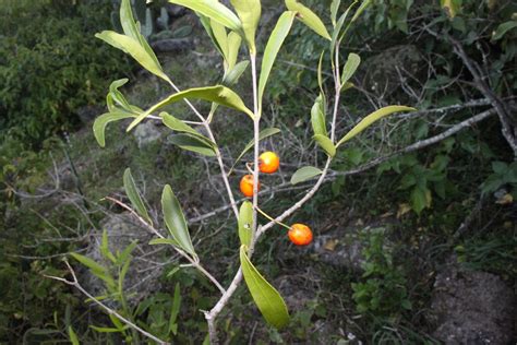 Red Fruited Olive Plum From Drayton Qld Australia On May