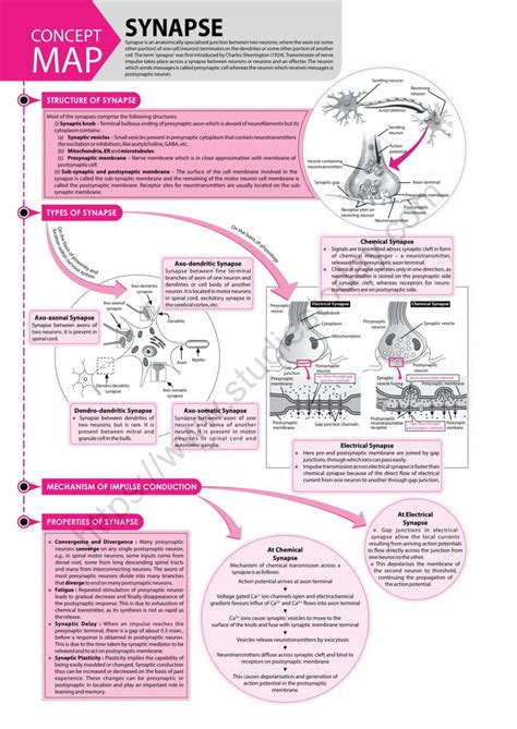 Neet Biology Synapse Concept Map