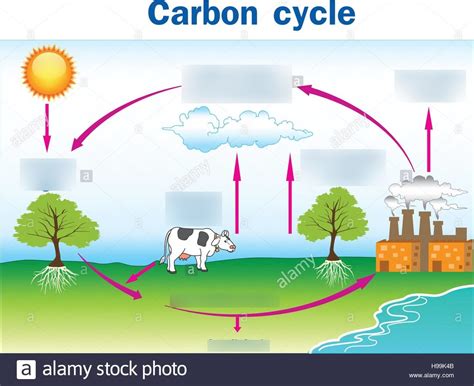 Carbon Cycle Diagram Quizlet