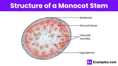 Monocot Stem - Meaning, Structure, Function, Characteristics