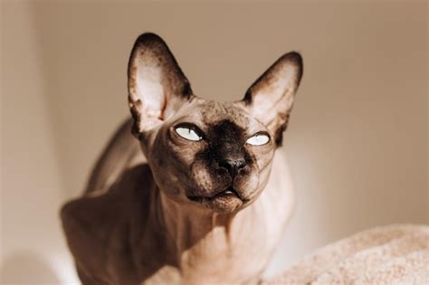 Premium Photo A Bald Cat Of The Canadian Sphynx Breed