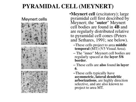 Ppt Histology Of Cns Powerpoint Presentation Id2026464