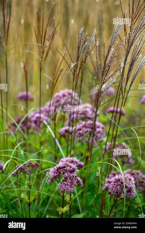 Miscanthus Sinensis Malepartusgrassgrassesseed Headsseedheads