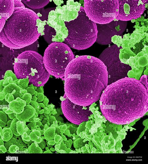 Scanning Electron Micrograph Of S Aureus Bacteria Escaping Destruction