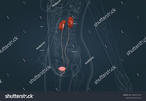 Excretory System Consists Organs Which Remove Stock Illustration ...