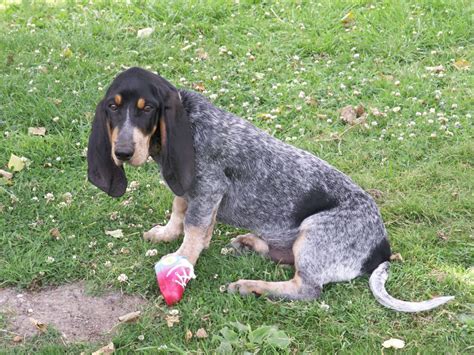 Basset Bleu de Gascogne Dog - Puppies, Rescue, Pictures, Information ...