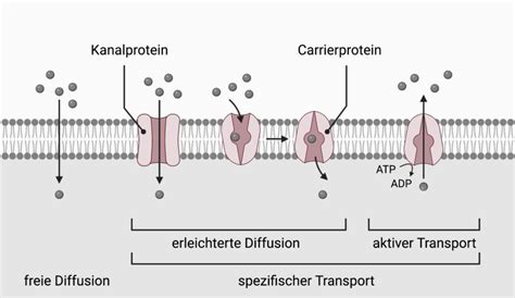 Kanalprotein DocCheck Flexikon