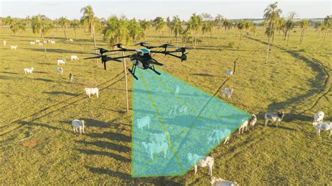 Cientistas Usam Drones C Meras Inclinadas Para Monitorar Gado No