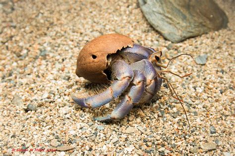 Incredible Photos Of The Hermit Crabs Who Live In Trash Atlas Obscura