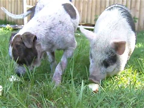 Pig and Dog Best Friends Found Wandering Around Florida Looking for ...