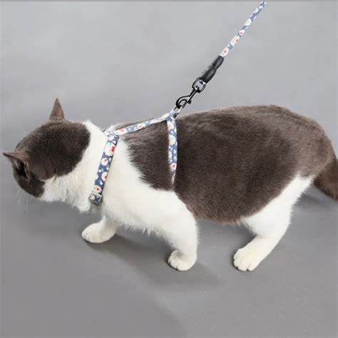 Шлейка На Коте Фото – Telegraph