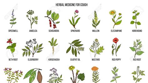 Medicinal Plants for Winter Coughs: A Blend of Tradition and Research