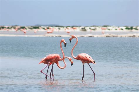 Flamingos in Las Coloradas Yucatan Mexico | Etsy