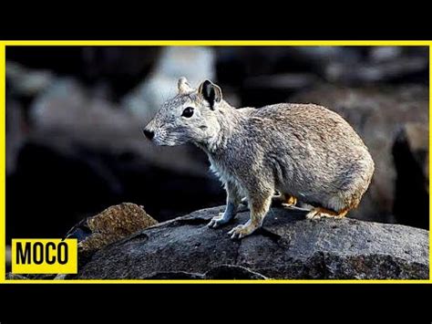 Saiba mais sobre o MOCÓ DA CAATINGA YouTube