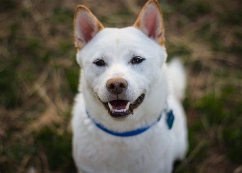 Shiba Inu, DOGE Arrives In Switzerland's 116-Year-Old Travel Firm