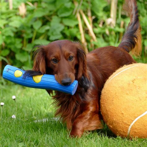 Red Dog Names | The Best Names for Red Dogs