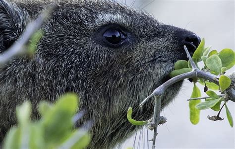 Hyrax Fur Plants Free Photo On Pixabay