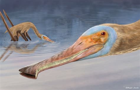 New Pterosaur Species With Hundreds Of Tiny Hooked Teeth Discovered R