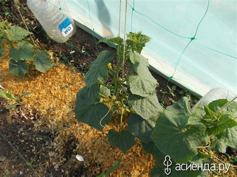 Теплая грядка для огурцов, или промежуточный итог.: Группа Наши грядки