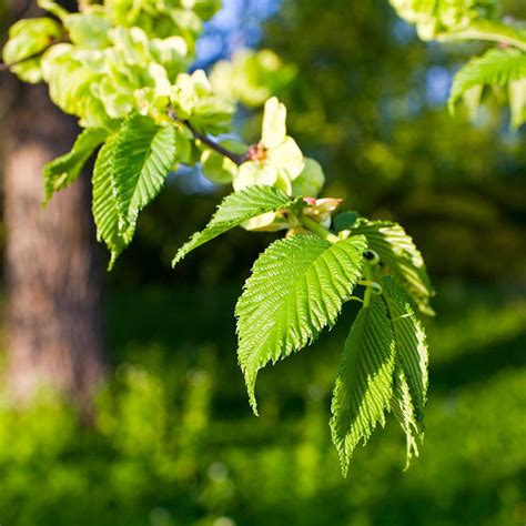 How Much Does A Elm Tree Grow Per Year at Jeremy Tellez blog