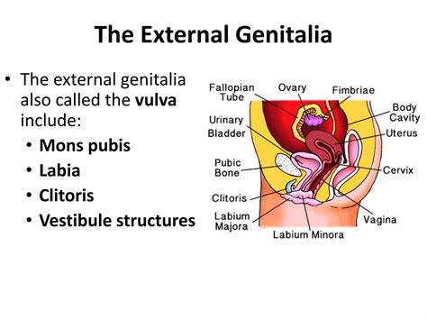 Female Reproductive System Ppt