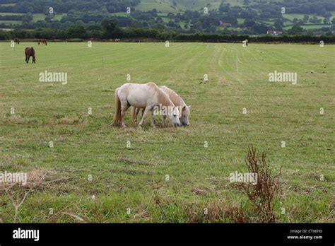 Shetland pony weiß Fotos und Bildmaterial in hoher Auflösung Alamy