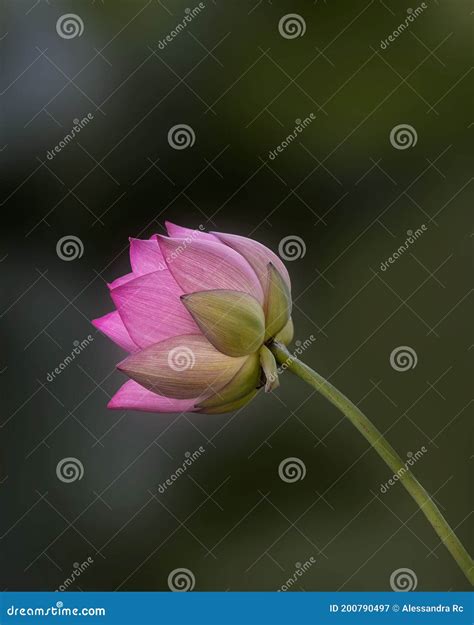 Hermoso Flor De Loto Nelumbo Nucifera En Estanque Rodeado De Hojas