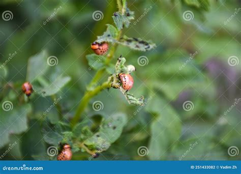 Colorado Potato Beetle Ten Striped Spearman A Major Pest Of Potato