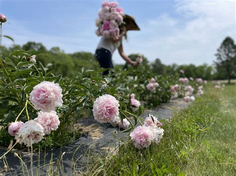 How And When To Cut Peonies For A Vase Dengarden