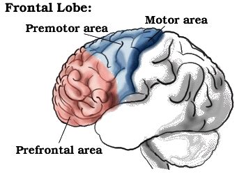 Frontal Lobe Anatomy