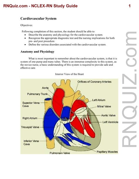 NCLEX RN Study Guide Cardiovascular Natomy And Physiology For The