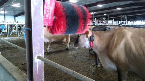 Lely Luna Brush Grooming Cows Youtube