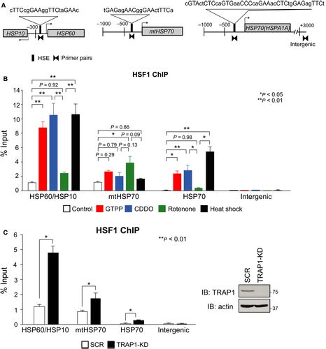 Hsf Is Required For Induction Of Mitochondrial Chaperones During The