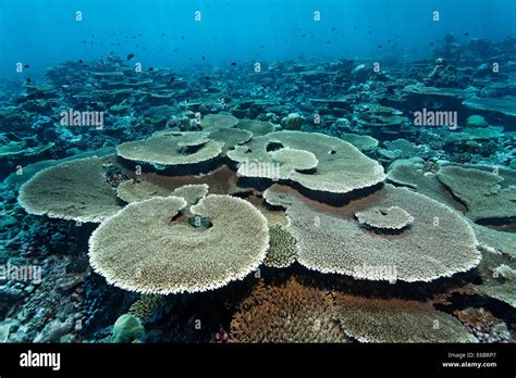 Table Corals Are A Type Of Reef Corals | F Wall Decoration