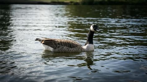 Black Geese (genus Branta) Information | Earth Life