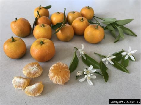 Kumquat Calamondin Fruit Tree - Citrus madurensis