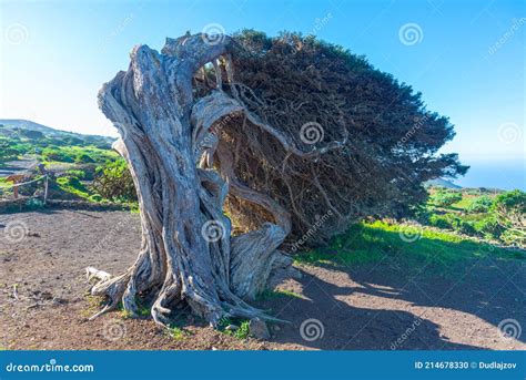 Wind Bent Juniper Trees At El Sabinar At El Hierro Island In Canary