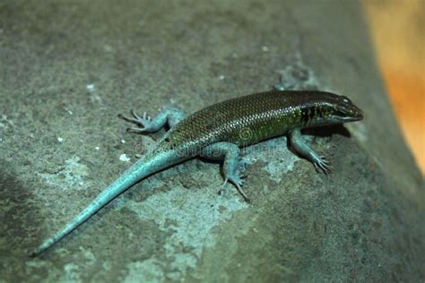 Mabuya Del Arco Iris Margaritifera De Trachylepis Imagen De Archivo