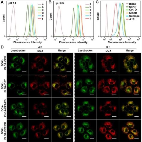 A B Flow Cytometry Analysis Of DOX Fluorescence In MCF 7 ADR Cells