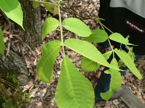 Pignut Hickory Matbio Trees And Shrubs Matanzas Biodiversity