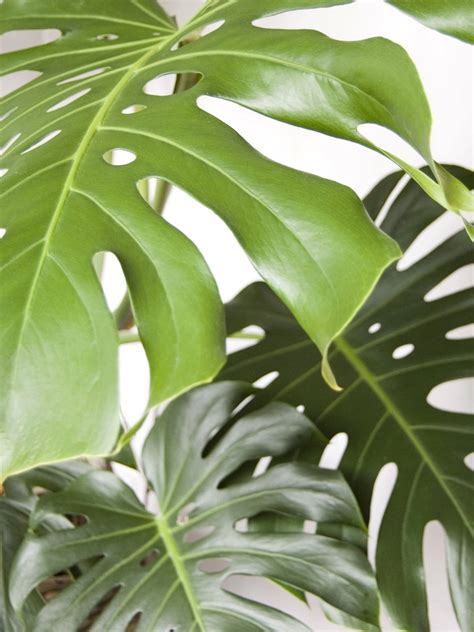 [100+] Monstera Backgrounds | Wallpapers.com