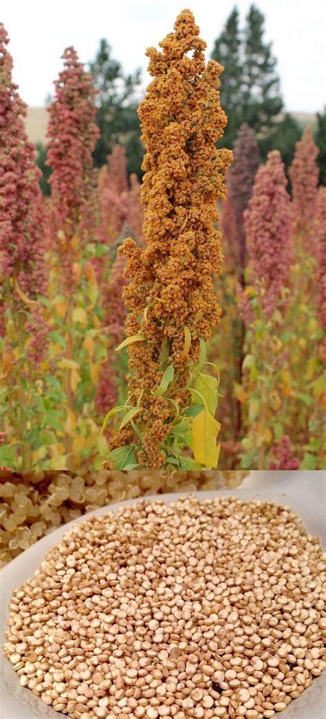 Planting and Growing Guide for Quinoa (Chenopodium quinoa) | Growing quinoa, Growing food ...