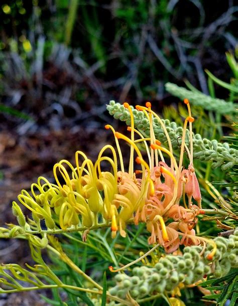 Grevillea Originaire De Jaune Photo Gratuite Sur Pixabay Pixabay