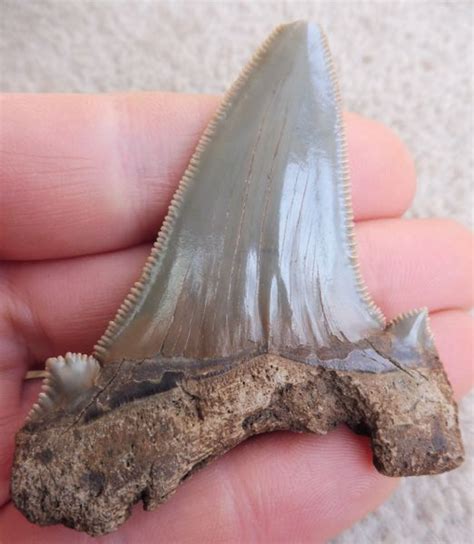 Otodus Angustidens Shark Tooth Teeth For Sale Megalodon Megalodon