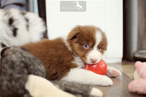 Red Tri Aussie Puppy by Whimsydogstudio on DeviantArt