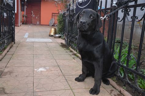 DONATIE Mascul Negru De Labrador La 1 AN Pedigree A Bucuresti