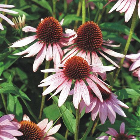 Prairie Future Seed Company Purple Coneflower Plant